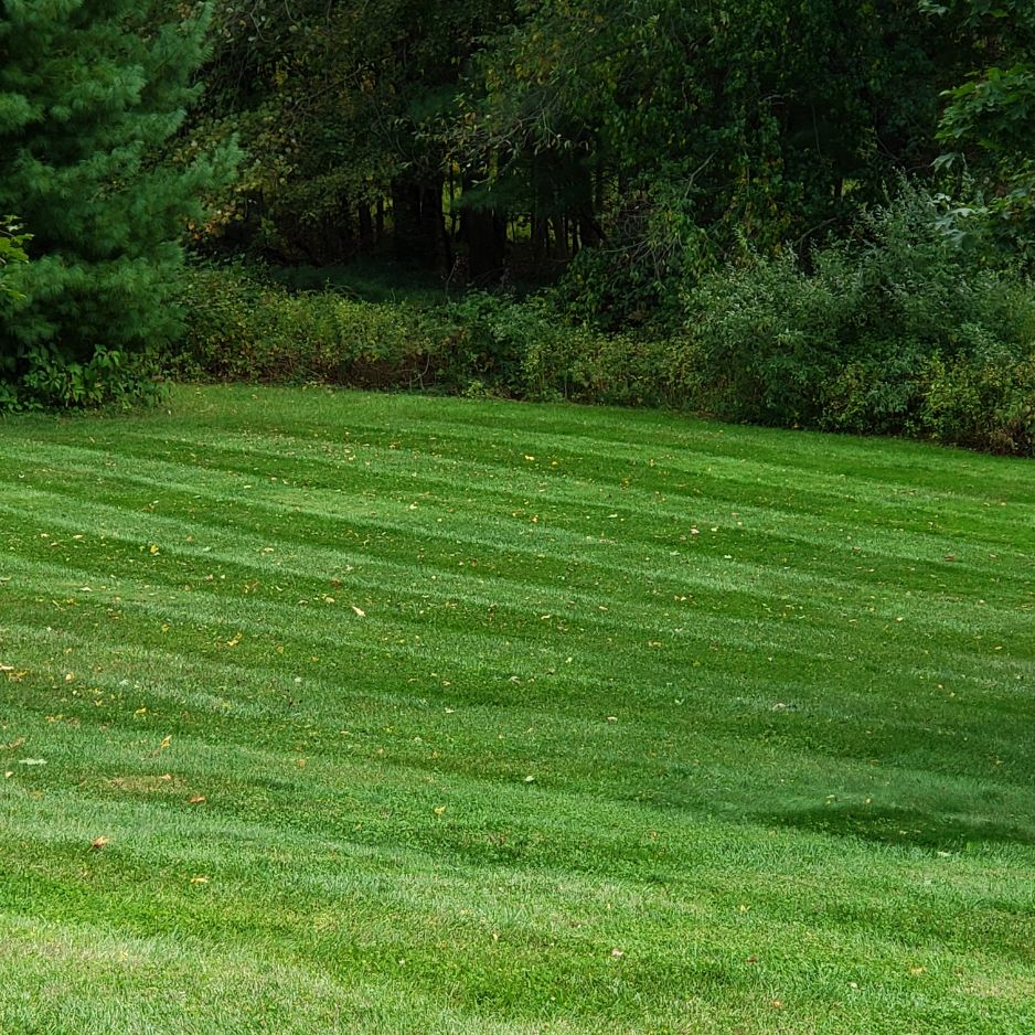 lawn dethatching service